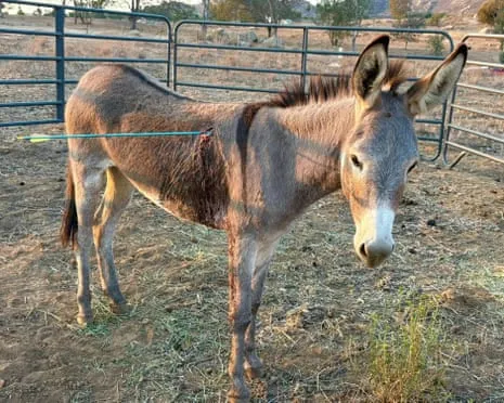 Donkey Recovering After Recent Arrow Attack on Feral Donkeys in the Golden State