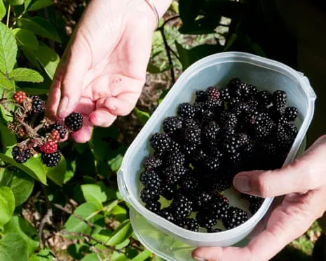 Seeking: Tasty Pastries to Make Use Of a Glut of House-Made Jam