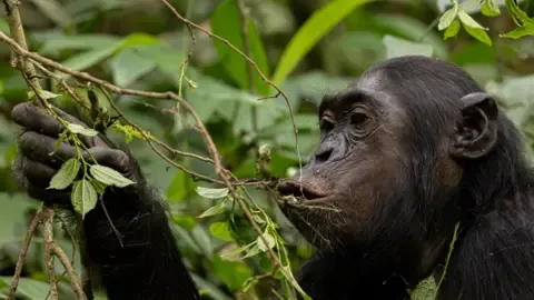 Chimpanzees Consuming an Amount Equal of an Alcoholic Beverage Each Day from Ripe Fruit, Research Finds