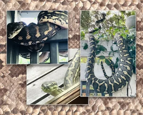 Accepting the Serpents in the Roof: An Evolution from Fear to Fascination