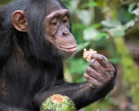 Chimpanzees Ingest Daily Alcohol Comparable to a Lager from Fermented Fruit