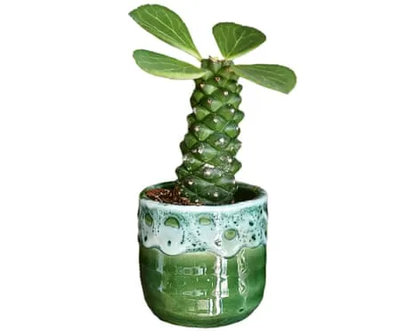 Can My Euphorbia Ritchiei Once Again Grow Leaves Back?